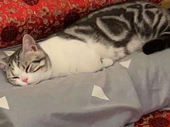 -Bastet sally猫舍购宠(静安店)