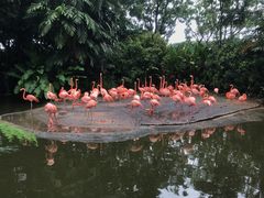 -新加坡飞禽公园