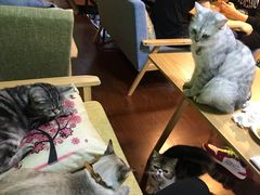 -李小姐の猫咖啡馆(五角场店)
