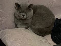 -喵zoo家庭繁育猫舍(尖东智能花园店)