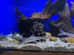 -上海海洋水族馆