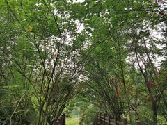 -桤木河湿地公园