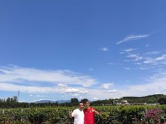 -北京张裕爱斐堡酒庄