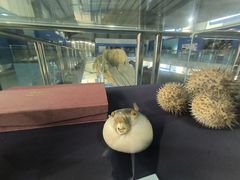 -上海海洋大学鱼文化博物馆(军工路校区)