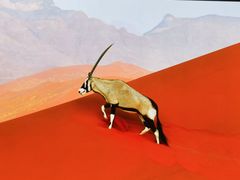 -罗红摄影艺术馆