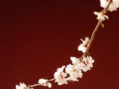 -桃花堤公园