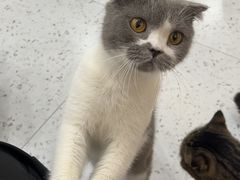 -喵园·猫主题咖啡厅·撸猫·猫咖(国贸店)