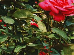 -北京植物园-展览温室