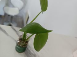 -凡碧诗毛孔收细