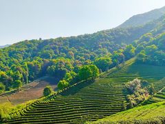 -龙坞茶村