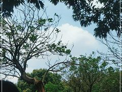 -紫马岭公园
