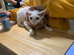 -70cat德文卷毛猫·缅因猫纯种猫舍