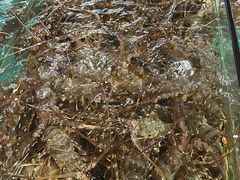 -荔城生鲜盛宴(番禺旗舰店)