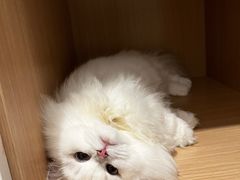 -欣宠猫屋·矮脚拿破仑·蓝金金渐层