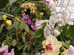 -上海鲜花港