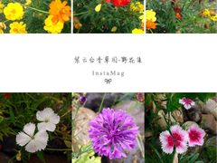 -紫云台香草园