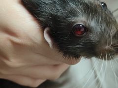 -北京观赏动物医院·24小时大型综合·猫专科·异宠专科