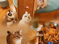 -滚猫咖啡·猫咖·猫友好撸猫(未来城店)