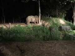 -清迈夜间动物园