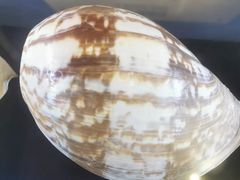 -贝壳梦幻世界