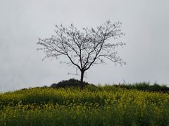 -桑洲油菜花景区