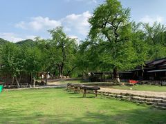 -千年银杏谷文化旅游区