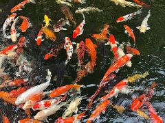 -新世纪大酒楼·30年南海菜