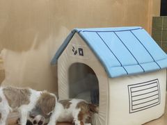 -帕帕拉兹宠物(亚洲旗舰店)