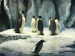 -帝企鹅自助餐厅•儿童岛•真企鹅(长隆企鹅酒店)