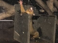 -清迈夜间动物园