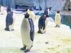 -珠海长隆海洋王国