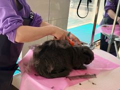 -北京观赏动物医院·24小时大型综合·猫专科·异宠专科