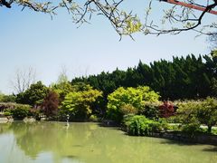 -嘉定紫藤园