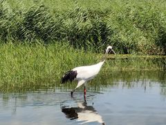 -盐城丹顶鹤湿地生态旅游区