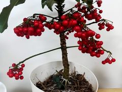 -双季花艺园艺市场(浦东店)