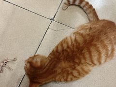 -百利鸽王(紫薇路店)