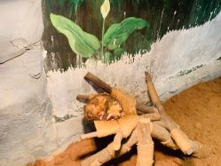 -Zoolung Zoolung动物主题公园(海信广场店)