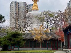 -护国法轮寺