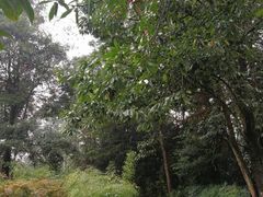 -中国大熊猫保护研究中心雅安碧峰峡基地