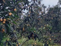 -塘栖枇杷特色园区