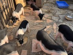 -HERRE·FARM 赫尔露营农场·团建聚会包场