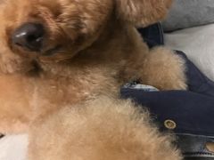 -MOLLY'S萌宠生活馆