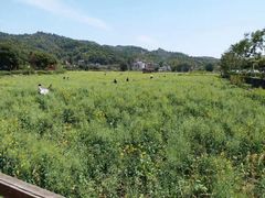 -红山村