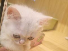 -屋虎猫馆(宝安大仟里店)