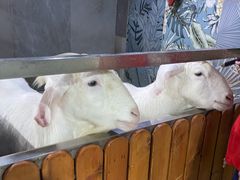 -上海大自然野生昆虫馆(东方明珠·爬宠昆虫探索中心)