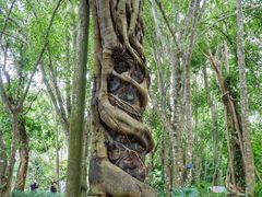 -中国科学院西双版纳热带植物园