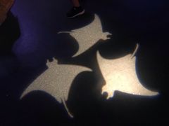 -暹罗海洋世界
