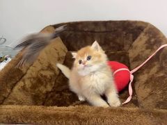 -猫十亿·布偶金渐层·曼基康矮脚猫舍(青年路店)