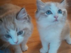 -猫十亿·布偶金渐层·曼基康矮脚猫舍(青年路店)