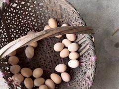 -马陆小张葡萄园农家乐